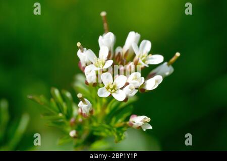 Wellige Bitterkresse (cardamine flexuosa), Nahaufnahme mit dem Kopf von winzigen weißen Blüten, die die Pflanze produziert, isoliert vor einem schlichten grünen Hintergrund. Stockfoto