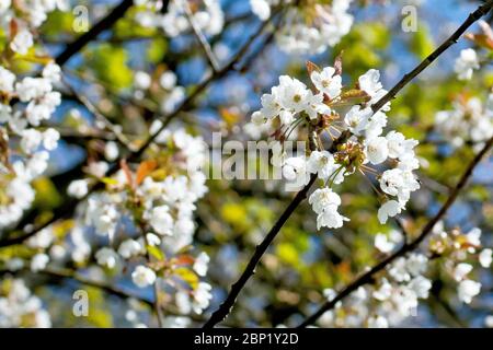 Wilde Kirschblüte (prunus avium), Nahaufnahme eines Blütensprühns, der aus einem Zweig wächst. Stockfoto