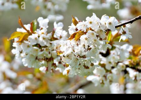 Wildkirschblüte (prunus avium), Nahaufnahme mit Fokus auf einen einzigen Blütenstrahl, der aus einem Zweig wächst. Stockfoto