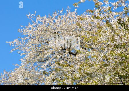 Eine Wilde Kirsche (prunus avium) in voller Blüte vor einem klaren blauen Frühlingshimmel. Stockfoto