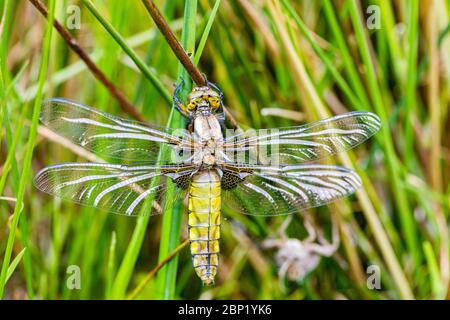 Aberystwyth, Wales, Großbritannien. Mai 2020. Eine breitkörperige Chaser-Libelle trocknet ihre Flügel, während sie auf einem Grashalm neben einem Pool in Mid Wales thront. Das Exuvia (die Muschel, aus der sie hervorgegangen ist) liegt direkt hinter ihr. Diese Libellen verbringen ein Jahr oder so unter Wasser in Teichen leben, bevor sie einen Stamm klettern und aus ihrer Schale im Frühjahr brechen. Kredit: Phil Jones/Alamy Live News Stockfoto