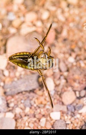 Kleiner Wasserbootekäfer fotografiert in kontrollierter Umgebung. Stockfoto