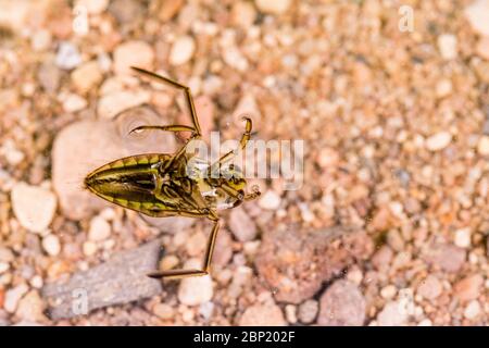 Kleiner Wasserbootekäfer fotografiert in kontrollierter Umgebung. Stockfoto