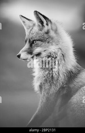 Zandvoort, Holland, Sonnenuntergang an der Amsterdamer Küste mit einem europäischen Rotfuchs Stockfoto