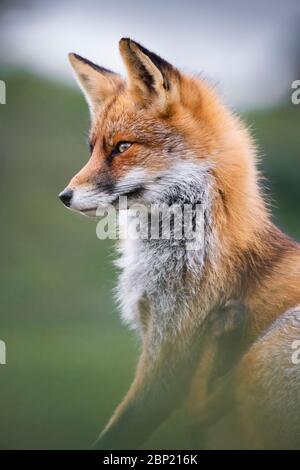 Zandvoort, Holland, Sonnenuntergang an der Amsterdamer Küste mit einem europäischen Rotfuchs Stockfoto