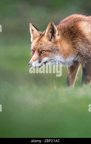 Zandvoort, Holland, Amsterdam Küste ein europäischer Rotfuchs auf der Jagd Stockfoto