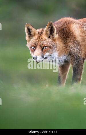 Zandvoort, Holland, Amsterdam Küste ein europäischer Rotfuchs auf der Jagd Stockfoto