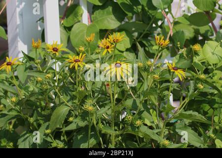 Eine Gruppe von Black-Eyed Susan blühenden Pflanzen in einem Garten im Sommer in Wisconsin, USA Stockfoto