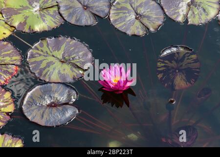 Nahaufnahme einer rosa Seerosenblume, Knospen und Seerosenpads, die in einem Teich wachsen Stockfoto