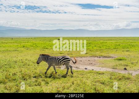 Zebra posiert und neugierig auf Safari im Ngongoro Krater. Andere Zebras laufen in der Nähe auf trockenen Ebenen des Ngorongoro Kraters in der Nähe Serengeti Stockfoto