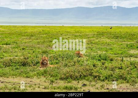 Löwe auf dem Krater des Ngorongoro Conservation Centre, Tansania. Afrikanische Tierwelt Stockfoto