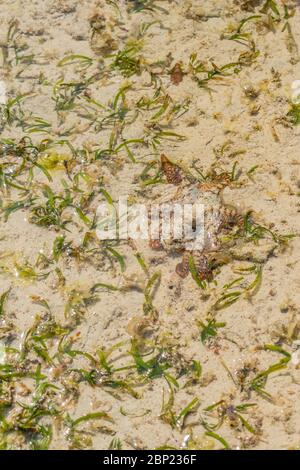 Ein bunter großer Oktopus klettert entlang des Strandsands. Ein lebender Krake, der gerade im Meer gefangen wurde. Ein Kopffüßer mit acht Tentakeln, die in alle Richtungen verteilt sind Stockfoto