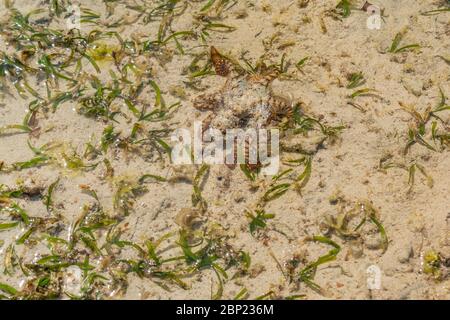 Ein bunter großer Oktopus klettert entlang des Strandsands. Ein lebender Krake, der gerade im Meer gefangen wurde. Ein Kopffüßer mit acht Tentakeln, die in alle Richtungen verteilt sind Stockfoto