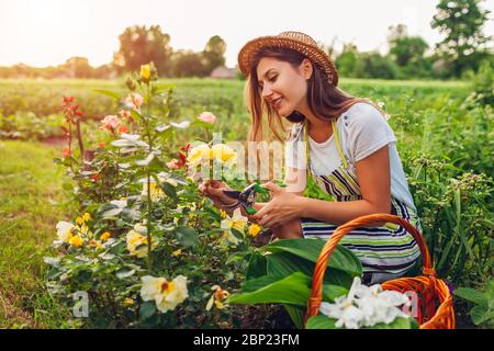 Junge Frau sammelt Blumen im Garten. Gärtner schneidet Rosen mit dem Gartenscheren ab. Gartenarbeit im Sommer Stockfoto