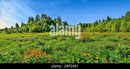 Sommerpanorama der ländlichen Landschaft mit blühenden Waldlichtung oder Wiese. Wilde bunte Blüten und orange Trollius altaicus, Ranunculaceae blühend Stockfoto