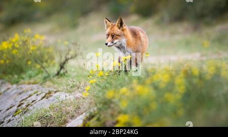 Zandvoort, Holland, Sonnenuntergang an der Amsterdamer Küste mit einem europäischen Rotfuchs Stockfoto