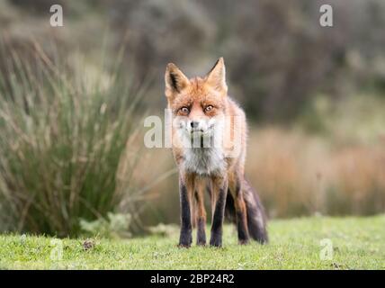 Zandvoort, Holland, Sonnenuntergang an der Amsterdamer Küste mit einem europäischen Rotfuchs Stockfoto