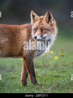 Zandvoort, Holland, Sonnenuntergang an der Amsterdamer Küste mit einem europäischen Rotfuchs Stockfoto