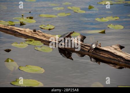 Zwei bemalte Schildkröten sonnen sich auf einem teilweise untergetauchten Holzstamm in einem Biberteich. Stockfoto