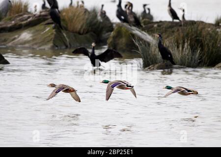 Enten im Flug über Douro Flusswasser. Stockfoto