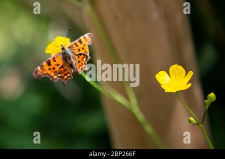 Schmetterling auf einer Butterblume Stockfoto
