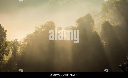 Sonnenlicht, das durch die Bäume filtert. Stockfoto