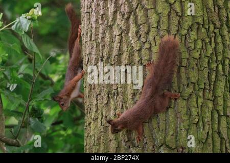 Sythen, NRW, Deutschland. Mai 2020. Eine Bande junger Rothörnchen (Sciurus vulgaris) spielen Versteck und suchen in einem hohen Baum innerhalb eines Bauerngartens, während das sonnige Nachmittagswetter Wildtiere hervorbringt, die sich um ihre Jungen und Nahrungssuche bemühen. Bild: Imageplotter/Alamy Live News Stockfoto