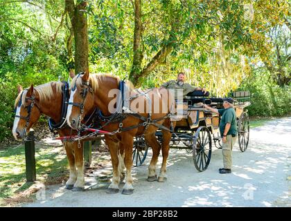 Pferdekutschenfahrt durch Middleton Place Plantation. Stockfoto