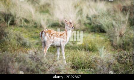 Zandvoort, Holland, Amsterdam Coast, ein Porträt eines europäischen Brachhirschen, das an einem kalten Herbsttag unter Laub steht. Stockfoto