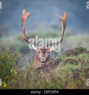 Männliche Brachhirsche ruht & versteckt in der holländischen Dünenlandschaft Laub im Herbst Stockfoto