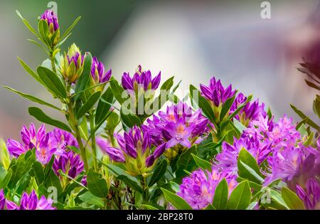 Hortensia Blume (Hortensia macrophylla) blüht im Frühjahr und Sommer in einem Garten. Nahaufnahme Purple Hortensia oder Hortensia Blume. Stockfoto