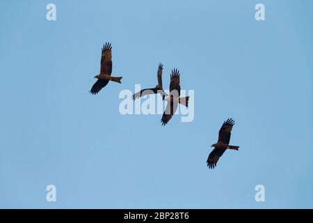Schwarzer Drachen Milvus migrans, Gruppe, im Flug gegen blauen Himmel, Arambol, Goa, Indien, Januar Stockfoto