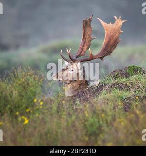 Männliche Brachhirsche ruht & versteckt in der holländischen Dünenlandschaft Laub im Herbst Stockfoto