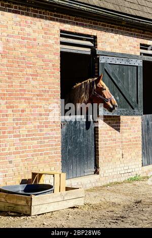 Amerikanisches belgisches Pferd in Middleton Place Stables. Stockfoto