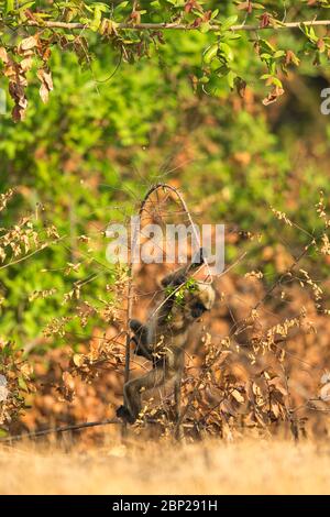 Schwarzfußgrau langur Semnopithecus hypoleucos, in Sträuchern auf Nahrungssuche, Arambol, Goa, Indien, Januar Stockfoto