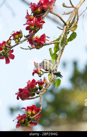 Schwarzrumpelige Flameback Dinopium benghalense, Erwachsene Hündin, Nektaring von blühendem Baum, Padeli, Goa, Indien, Januar Stockfoto