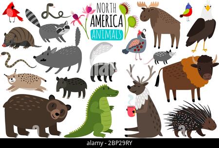 Tiere in Nordamerika. Tiergrafiken aus Nordamerika, amerikanische Bisons und Skunk, süße Elche und Luchse, Waschbär und Stachelschwein auf weißem Hintergrund isoliert Stock Vektor