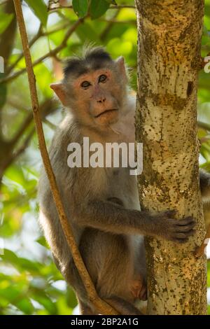 Haubenmakaken Macaca radiata, Erwachsene, im Unterholz sitzend, Ganjem, Indien, Januar Stockfoto