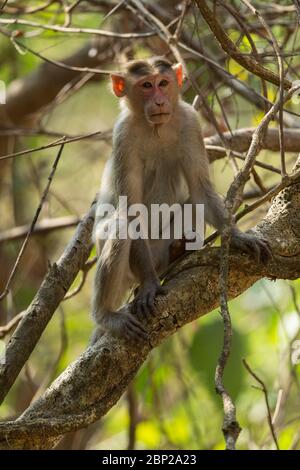 Haubenmakaken Macaca radiata, Erwachsene, im Unterholz sitzend, Ganjem, Indien, Januar Stockfoto