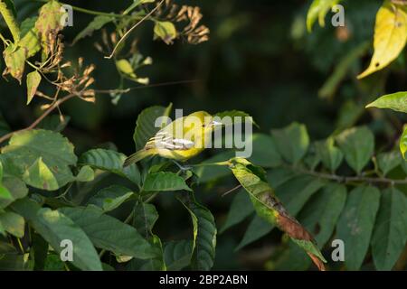 Gemeinsame Iora Aegithina tiphia, Erwachsene Weibchen, Futtersuche in Bäumen, Padeli, Goa, Indien, Januar Stockfoto