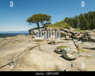 Bei extremer Ebbe ist eine kleine, erodierte Insel auf den Flat Top Islands von British Columbia von einem ausgedehnten Sandsteinstrand umgeben, der normalerweise unter Wasser liegt. Stockfoto