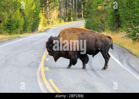 Männliche bison Kreuzung Straße in Yellowstone National Park, Wyoming, USA Stockfoto