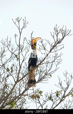 Hornvogel Buceros bicornis, erwachsen, auf Früchten im Baumkronendach, Surla, Goa, Indien, Januar Stockfoto