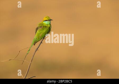 Grüner Bienenfresser Merops orientalis, erwachsen, auf Ast thront, Arambol, Goa, Indien, Januar Stockfoto