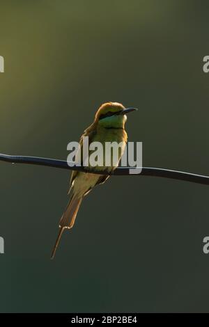 Grüner Bienenfresser Merops orientalis, thront auf Draht, Arambol, Goa, Indien, Januar Stockfoto