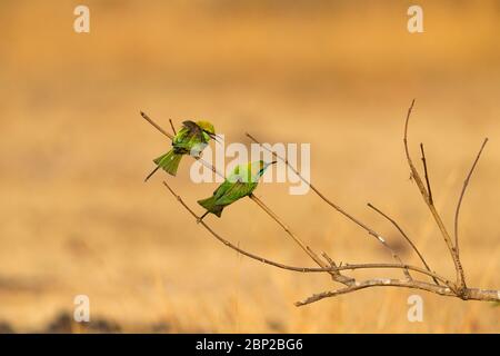 Grüner Bienenfresser Merops orientalis, Paar, auf Ast thront, Arambol, Goa, Indien, Februar Stockfoto