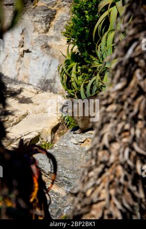 Felshyrax auf Klippe in Hermanus, Südafrika Stockfoto