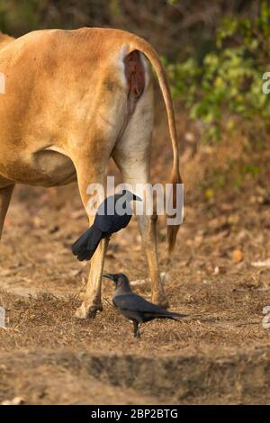 Hauskrähe Corvus splendens, Erwachsene, Futtersuche auf Hausrindern, Surla, Goa, Indien, Januar Stockfoto