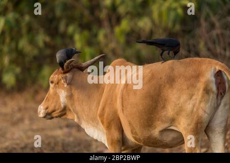 Hauskrähe Corvus splendens, Erwachsene, Futtersuche auf Hausrindern, Surla, Goa, Indien, Januar Stockfoto