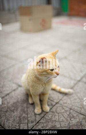 Süße gelbe Katze sitzt auf der Straße Stockfoto